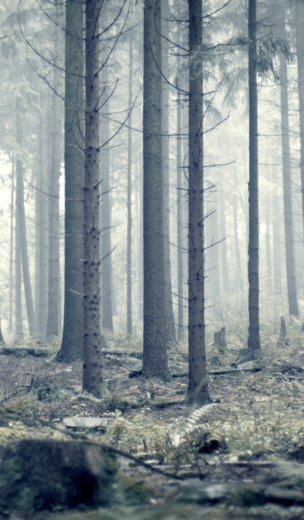 Мрачный серый лес
