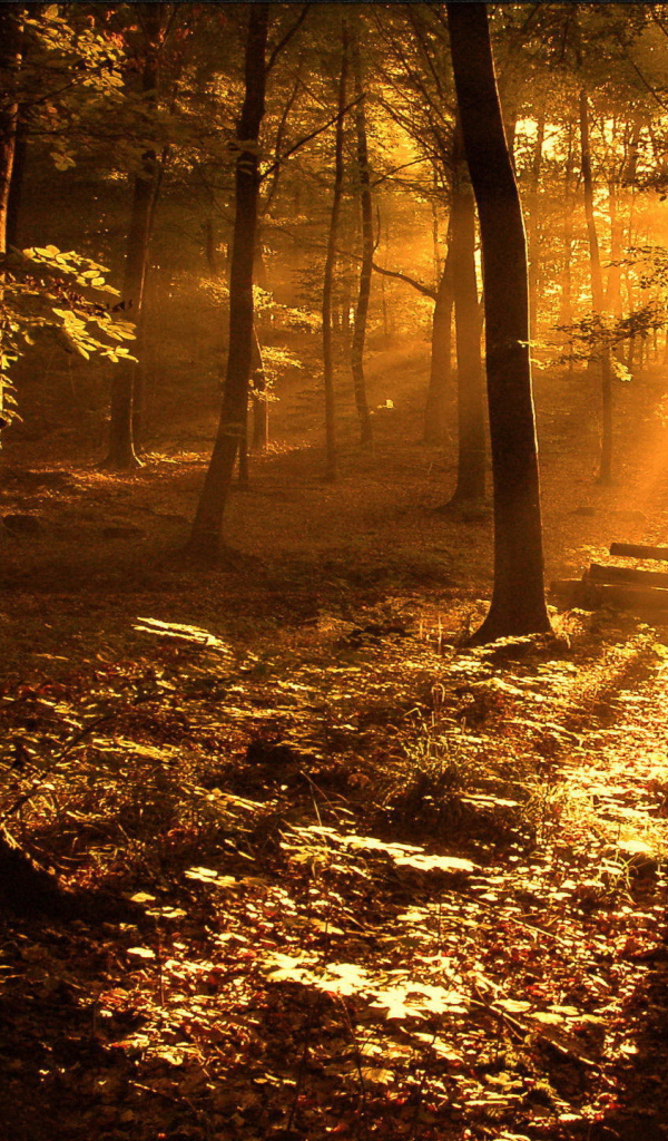 Золотой солнечный свет в лесу