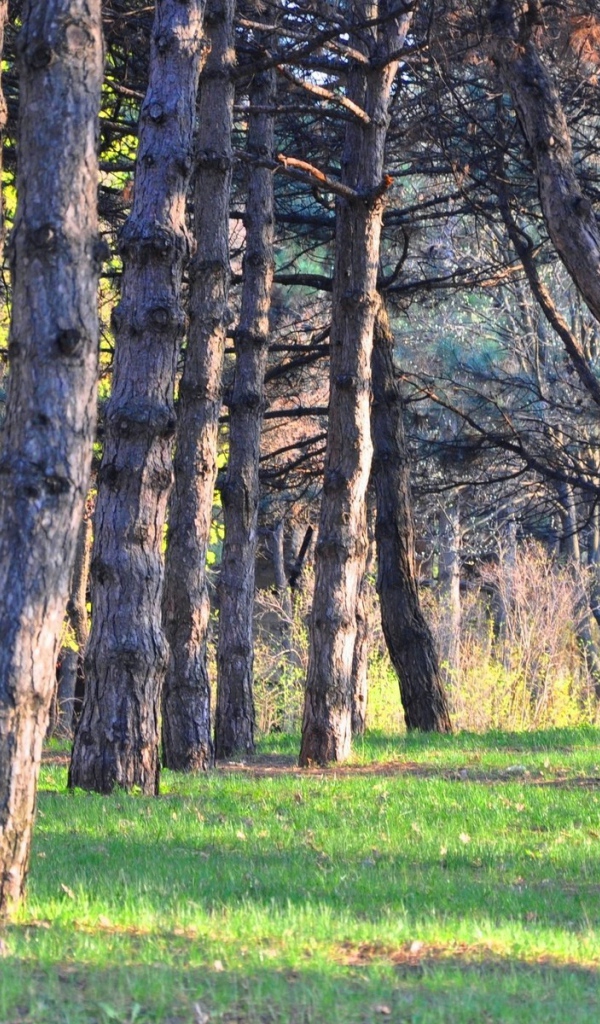 Зеленая трава под стволами хвойных деревьев