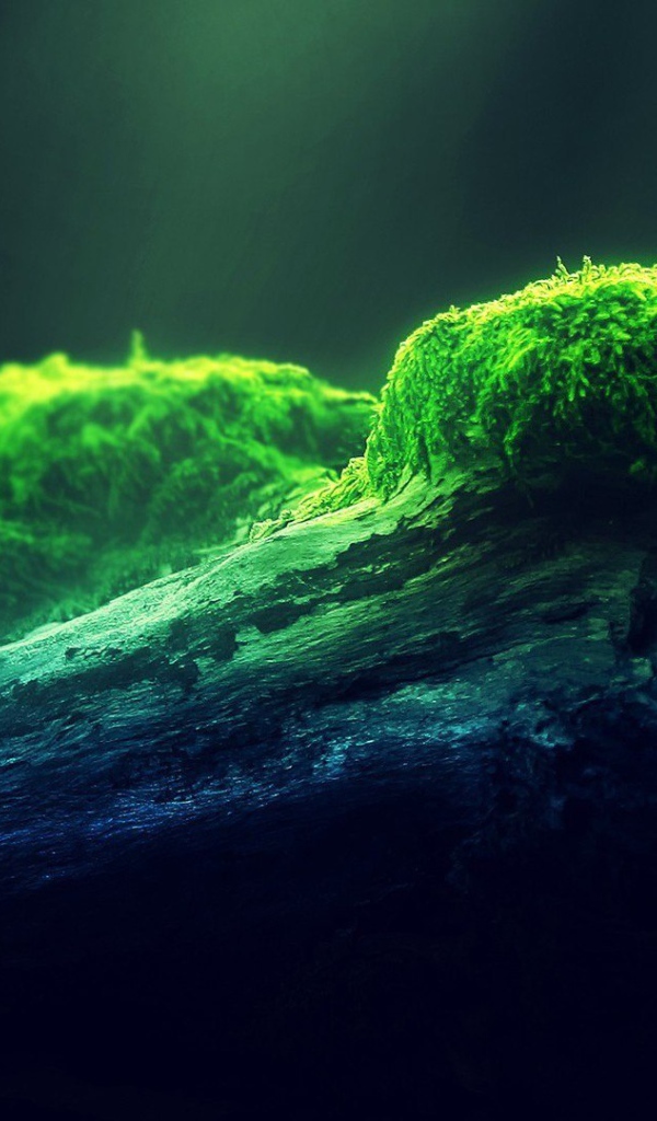 Наросты мха на древесине