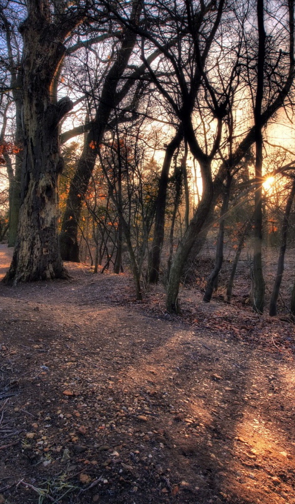 Холм с деревьями посреди леса