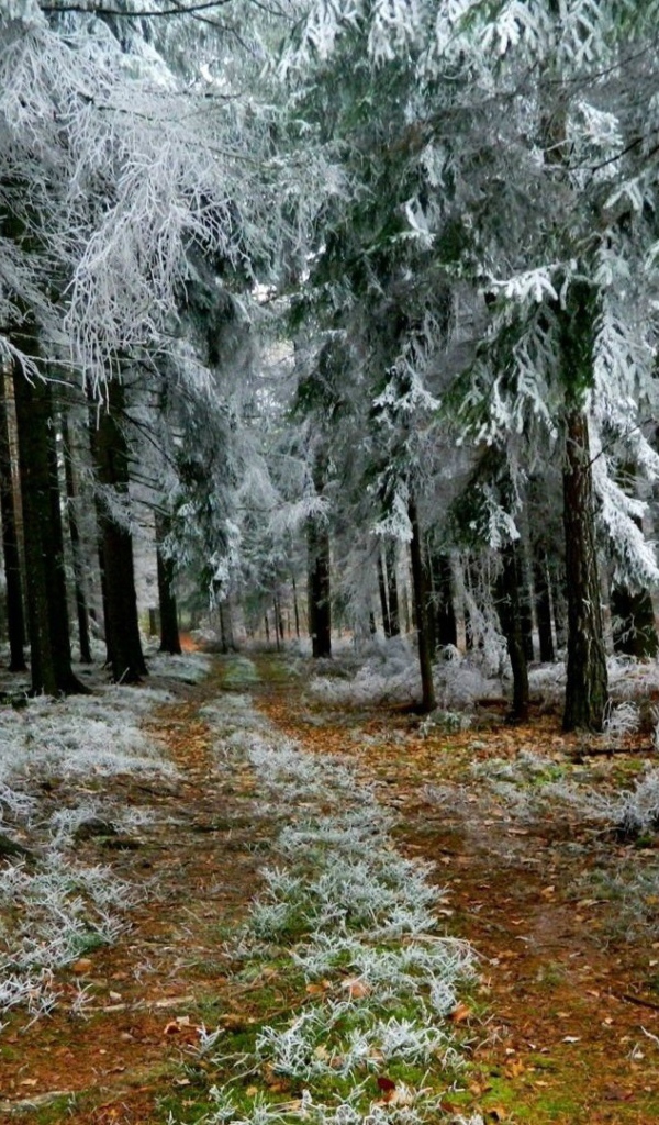 Иней в лесу