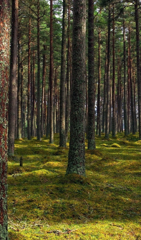 Покрытые лишайником стволы деревьев
