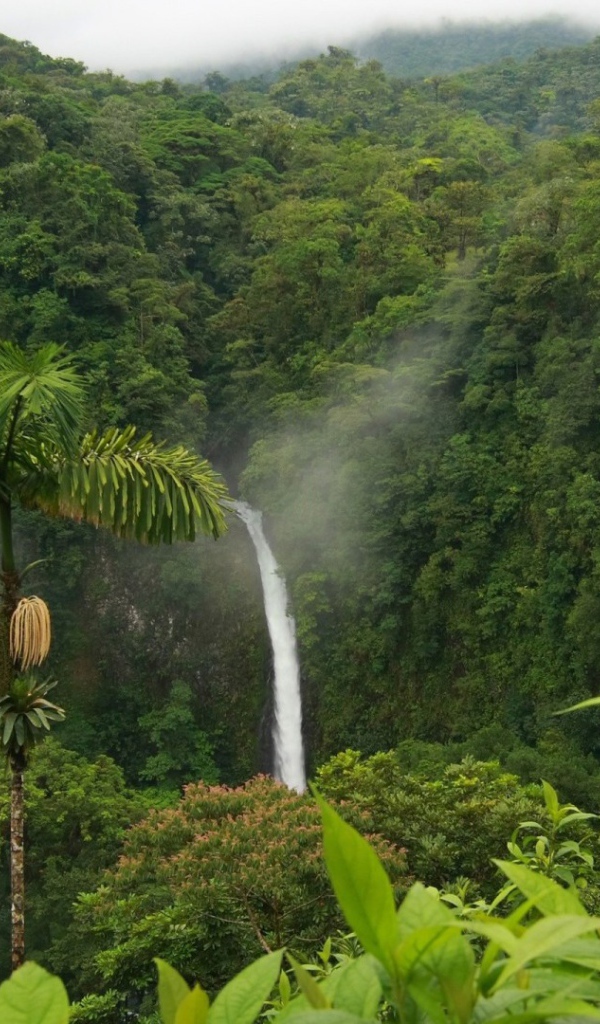 Одинокая пальма в джунглях