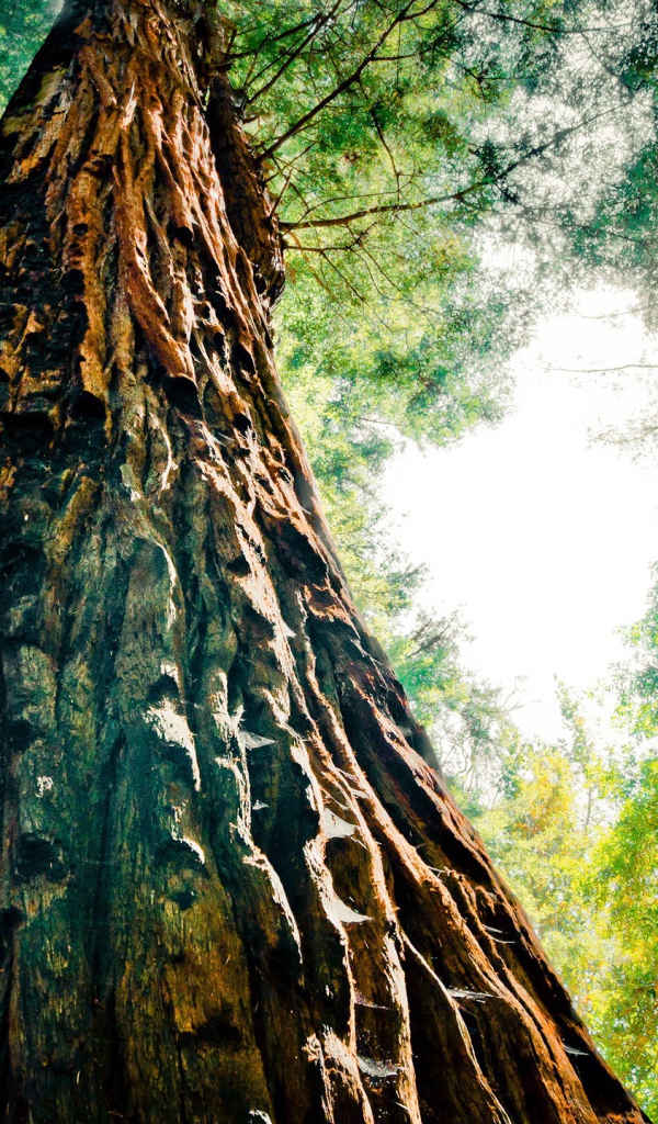 Могучая секвойя в лесу