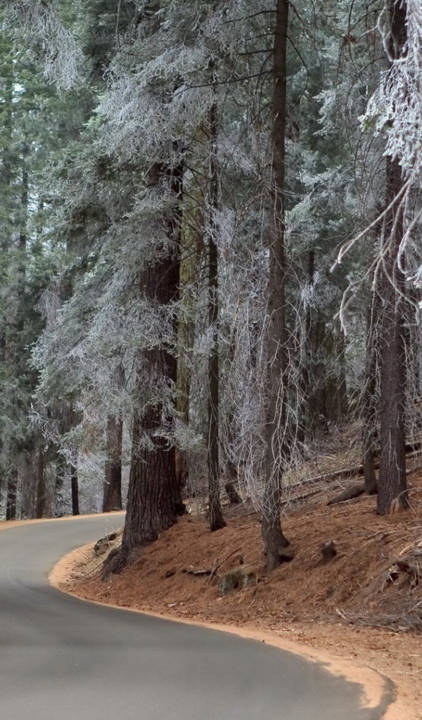 Утренний иней на могучих деревьях в лесу