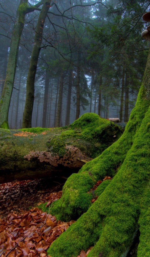 Мох взбирается по стволам деревьев