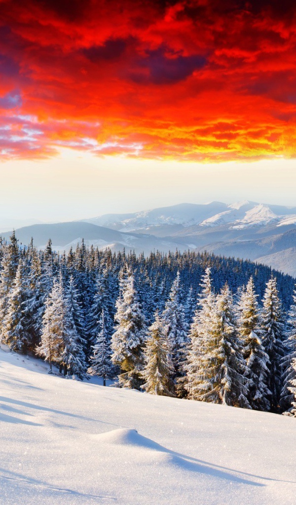 Горный лес под огненным небом