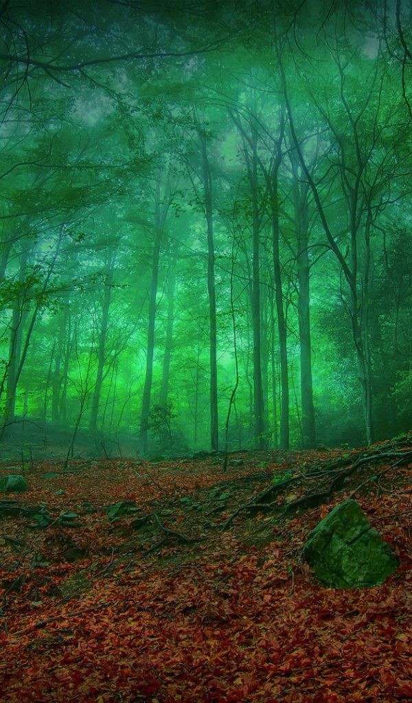 Мистический зеленый лес