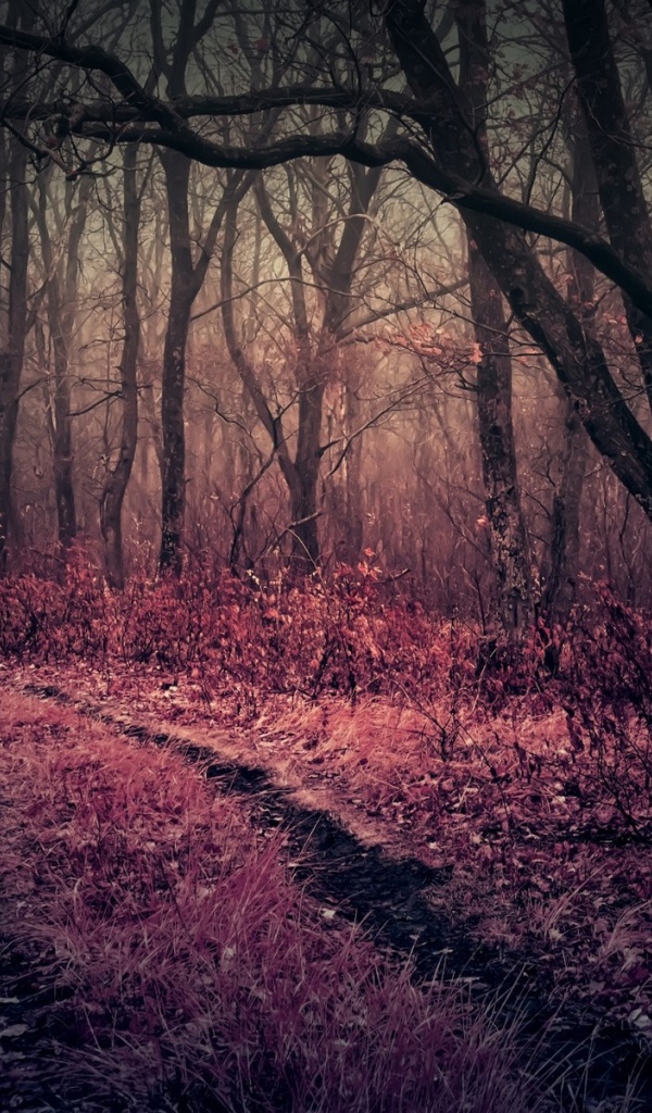 Розовая трава в чаще мрачного леса