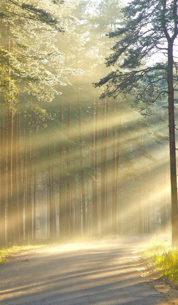 Лучи солнца сквозь дым в лесу