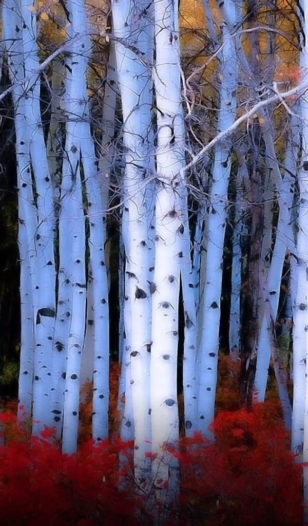 Красные кусты среди берез