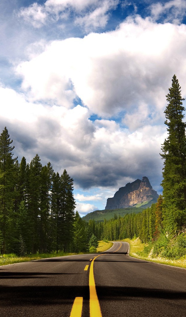 Дорога с желтой разметкой среди леса