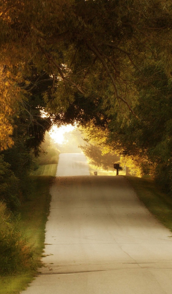 Неровная дорога среди деревьев