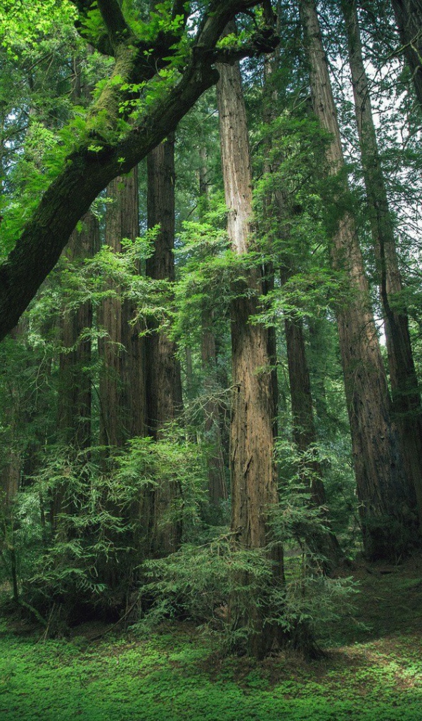 Деревья секвойи в лесу