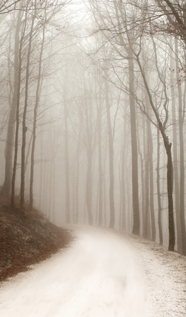 Снег покрыл грунтовую дорожку в лесу