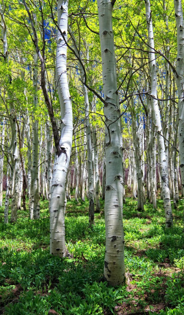 Весенняя березовая роща