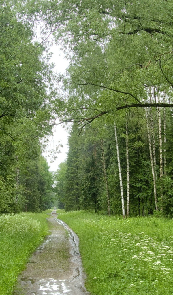 Ручей в березовом лесу