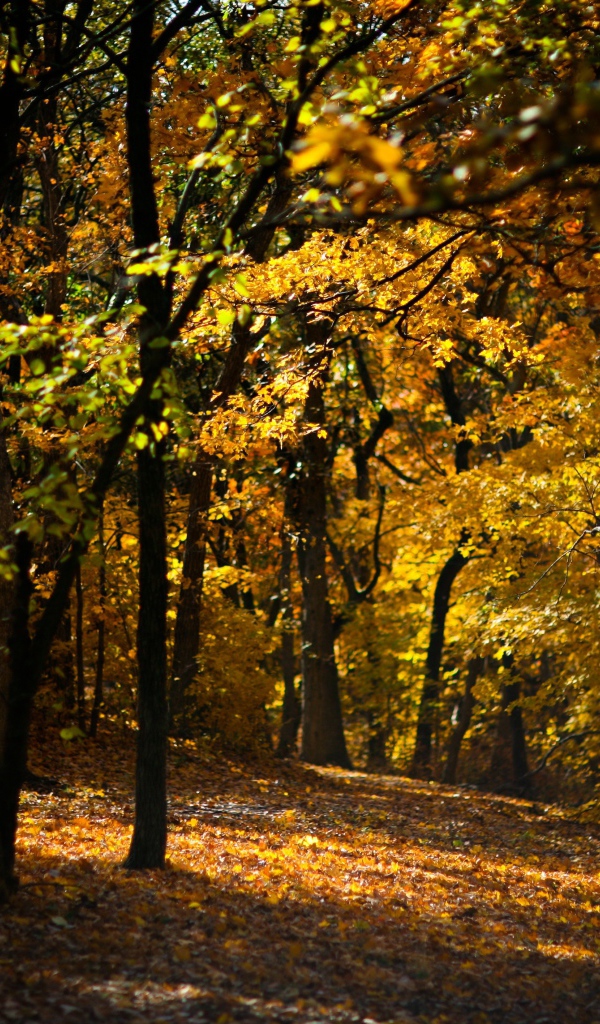 Усыпанная опавшими листьями дорожка в лесу