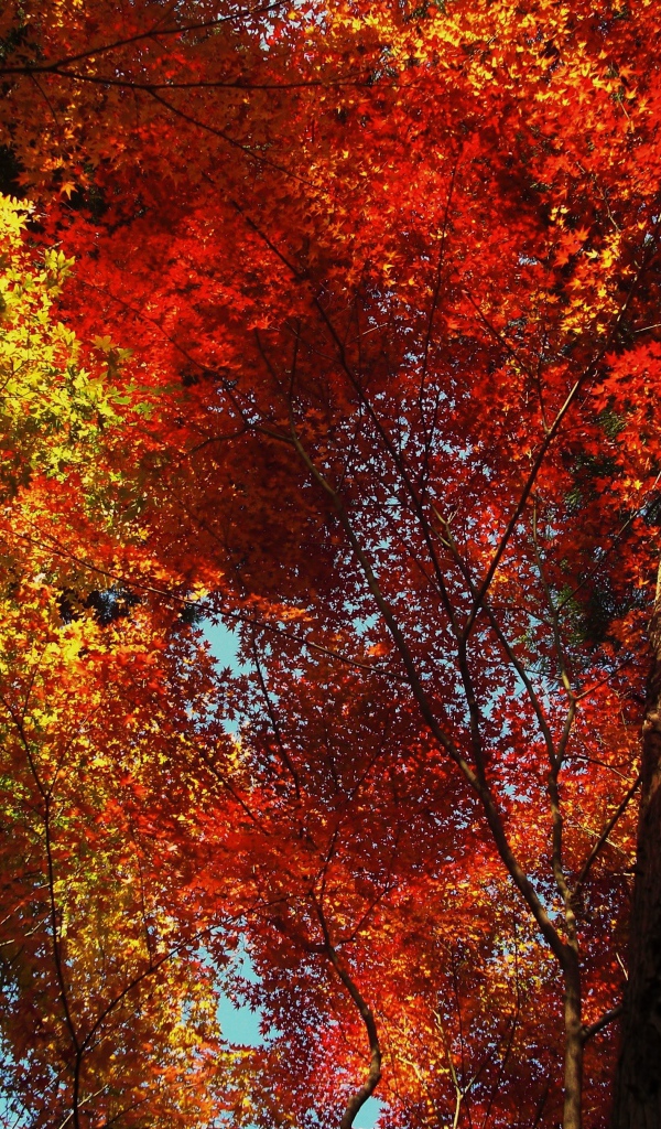 Высокое дерево в осеннем лесу