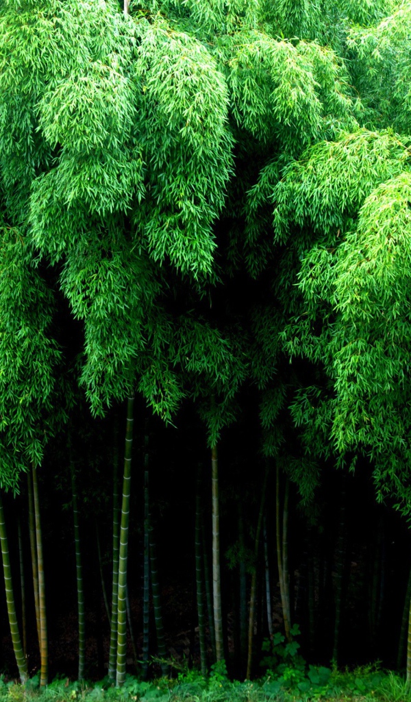 Густой бамбуковый лес