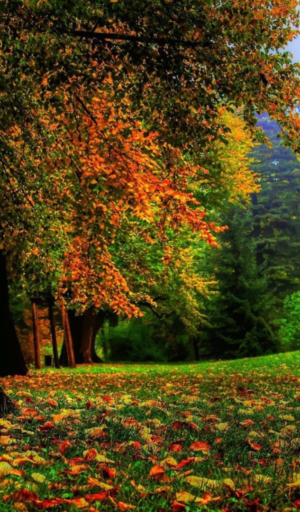 Могучий ствол дерева в лесу