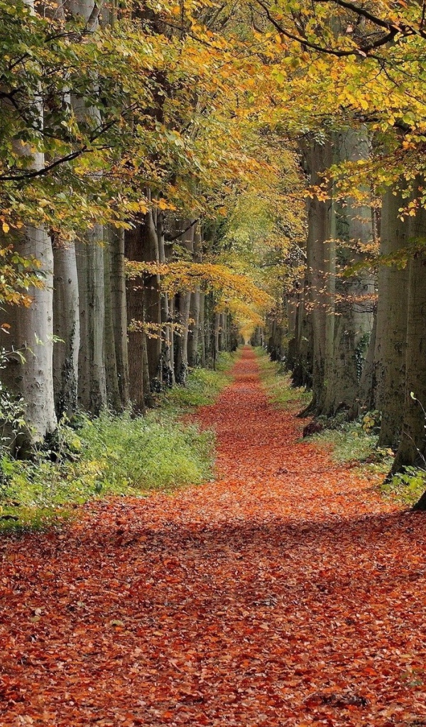 Дорожка в лесу укрыта коричневыми листьями