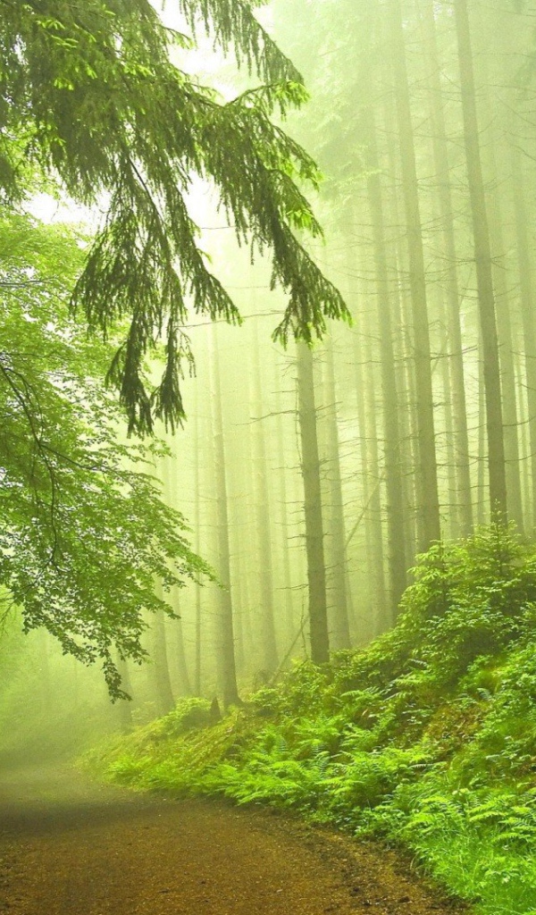 Дорога в туманном хвойном лесу