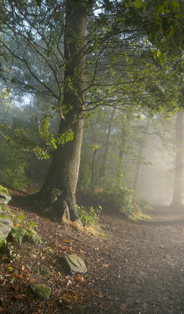 Дорога в горном парке
