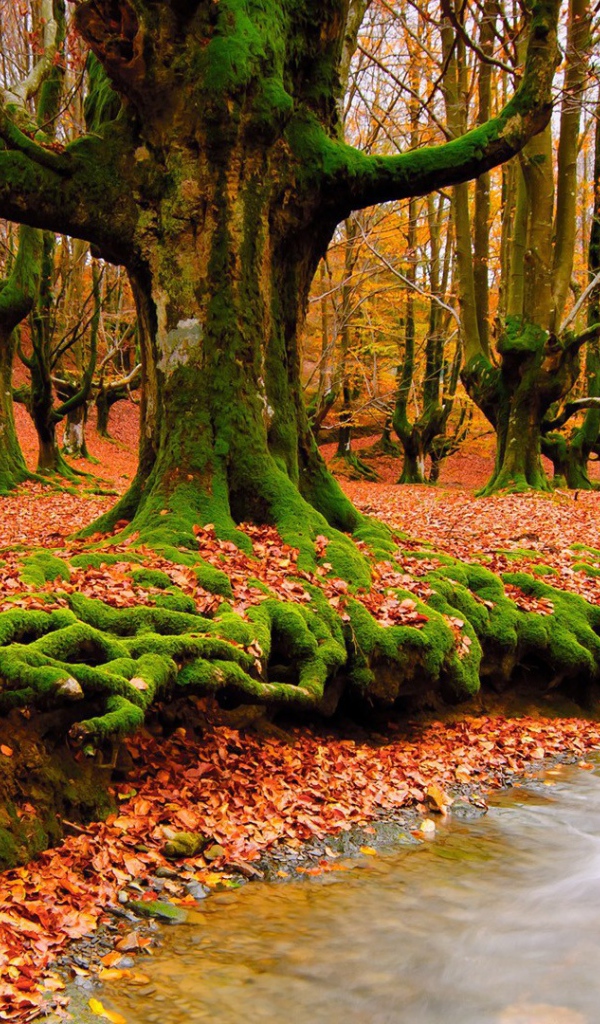 Корни деревьев покрылись мхом