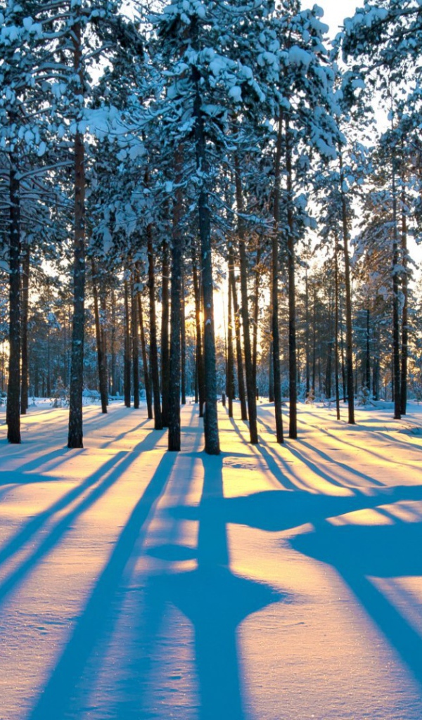 Тени деревьев в зимнем лесу