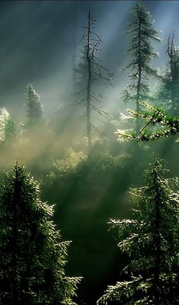 Лучи солнца в туманном еловом лесу