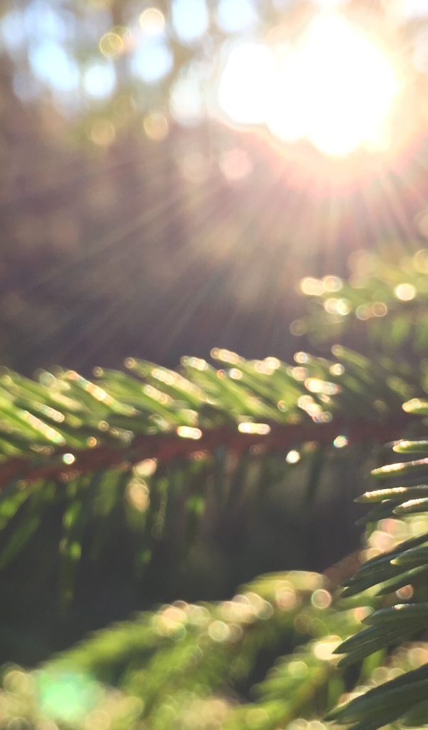Лучи солнца на молодых еловых побегах
