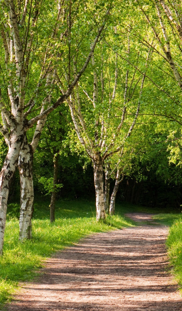 Тропа вглубь березовой рощи