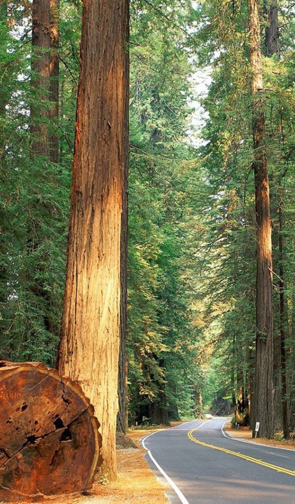 Ствол большого дерева у дороги
