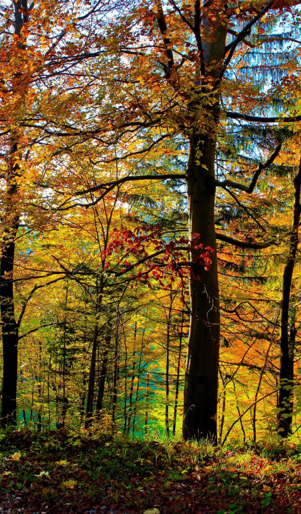 Густой осенний лес