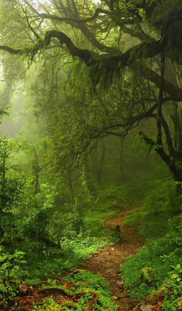 Чаща леса в мхах