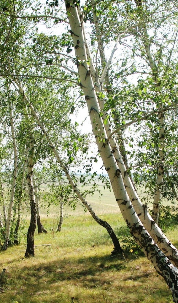 Тонкие березки весной