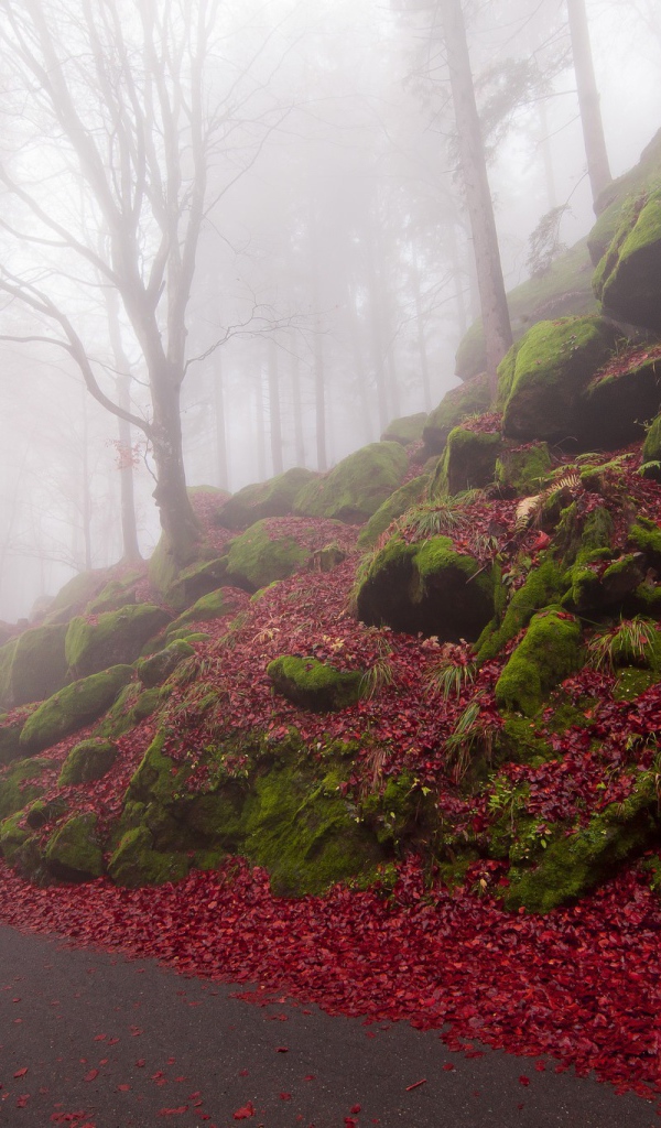 Дорожка в туманном лесу