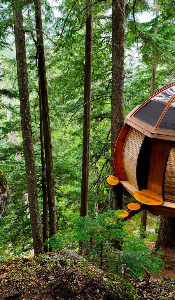 Домик на дереве в лесу