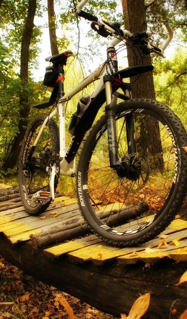 Прогулочный велосипед в лесу