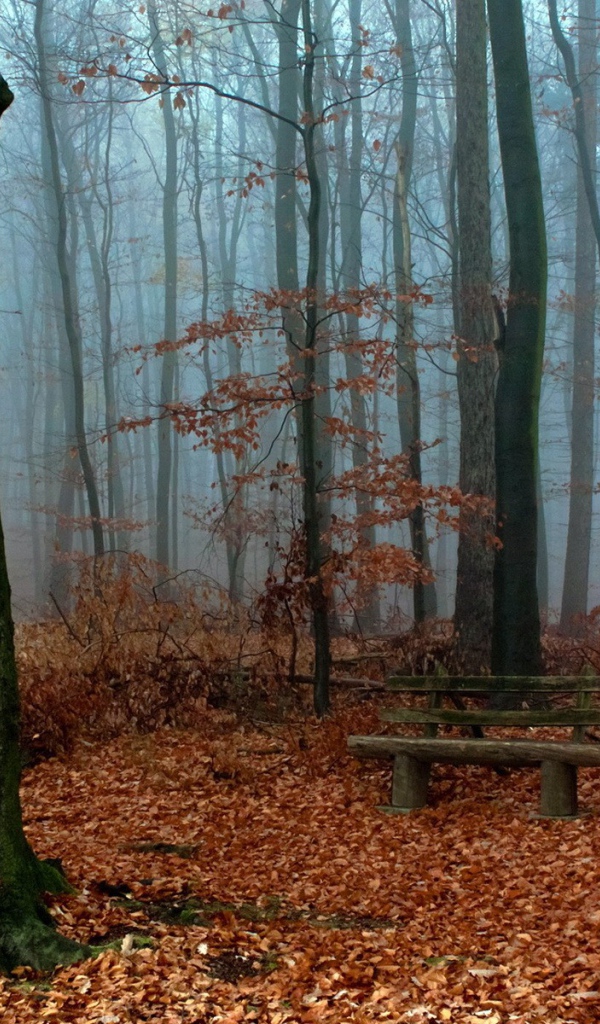 Деревянная скамья посреди осеннего леса