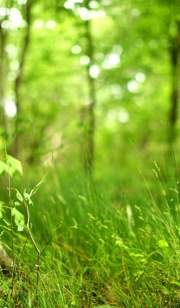 Молодая трава в лесу