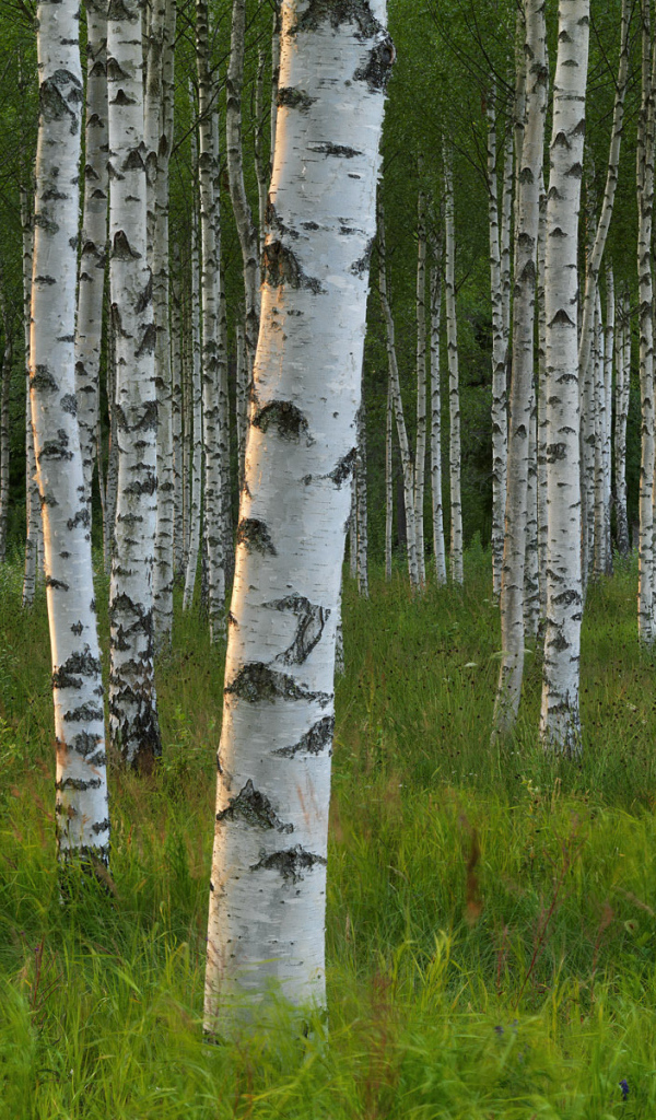 Березовый лес в Швеции