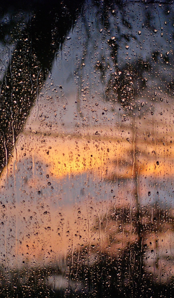 Лес после дождя