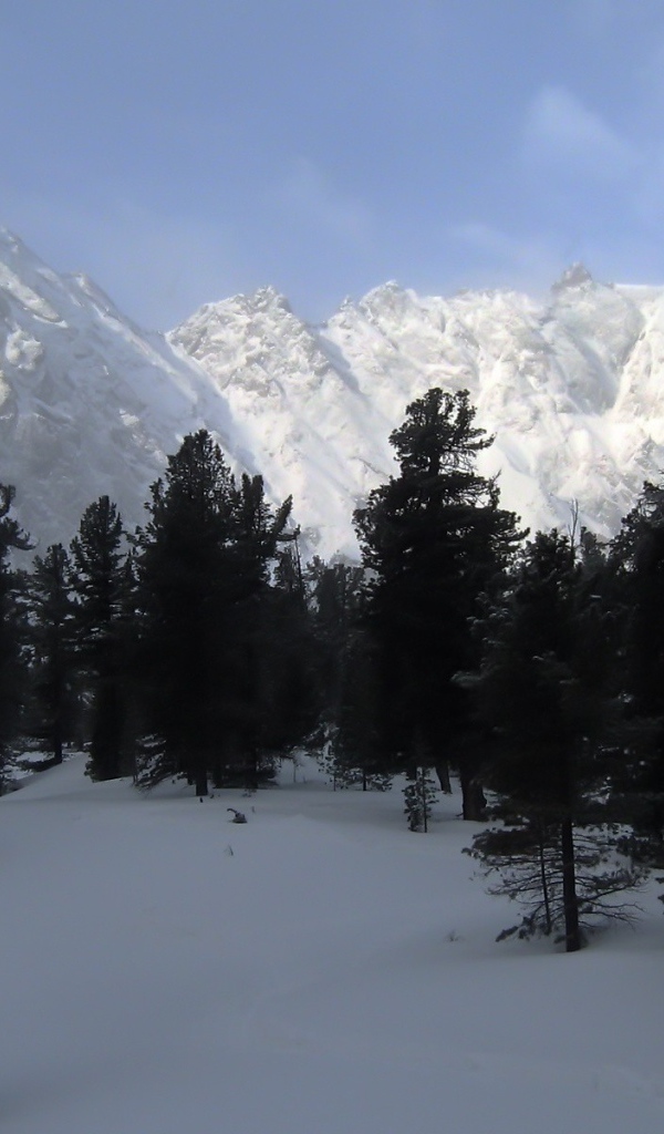 Черные деревья на фоне белых гор