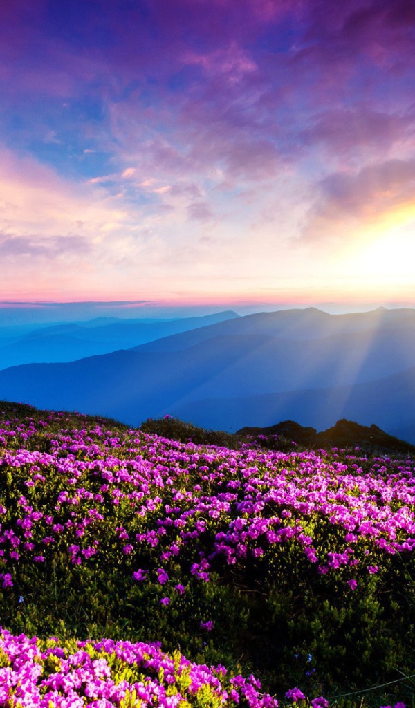 Цветущие горные склоны