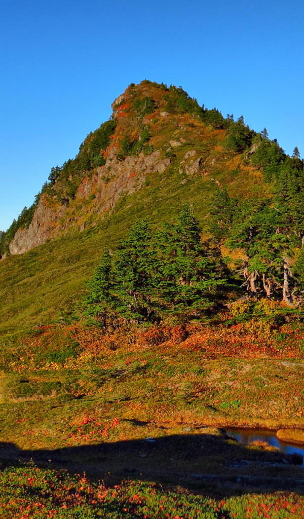 Гора заросшая деревьями