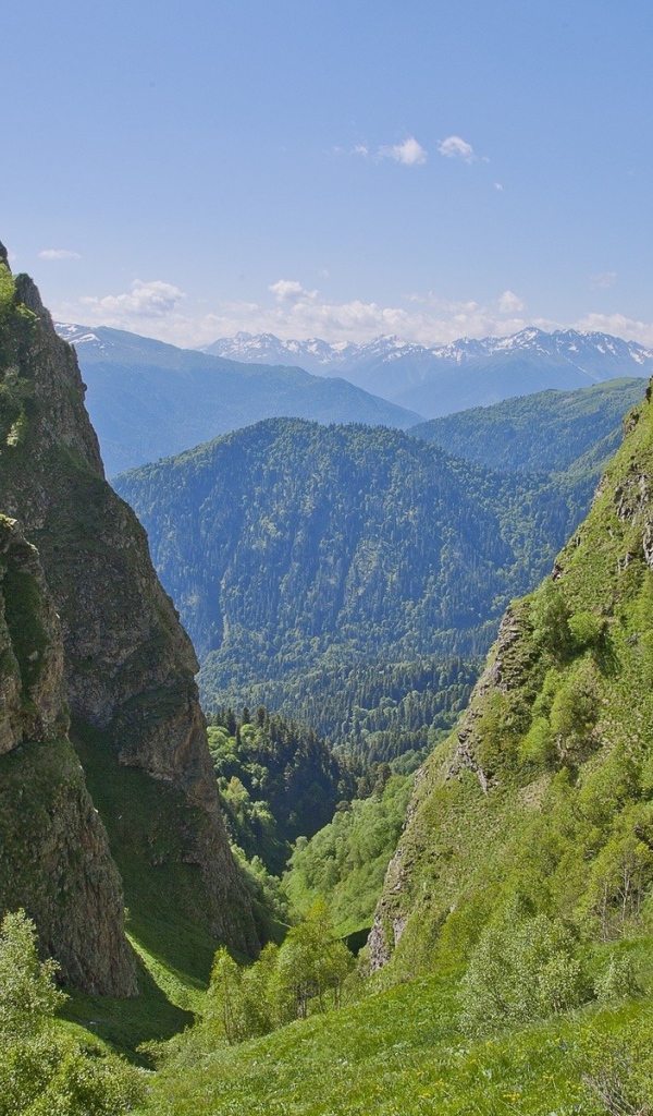 Поросшее растениями ущелье в горах