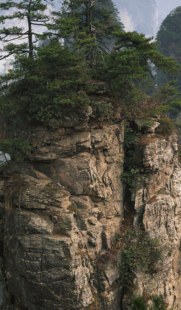 Растения на вершине вертикальной скалы